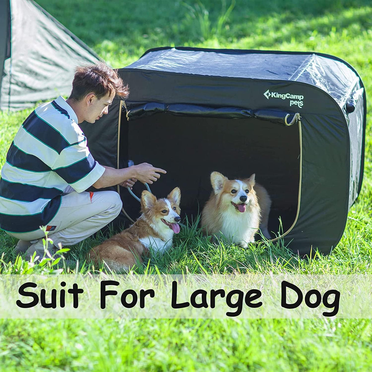 dog tents